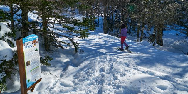 Raquettes à neige dans la forêt du Braca de l'espace nordique de La Pierre Saint-Martin (Pyrénées béarnaises)