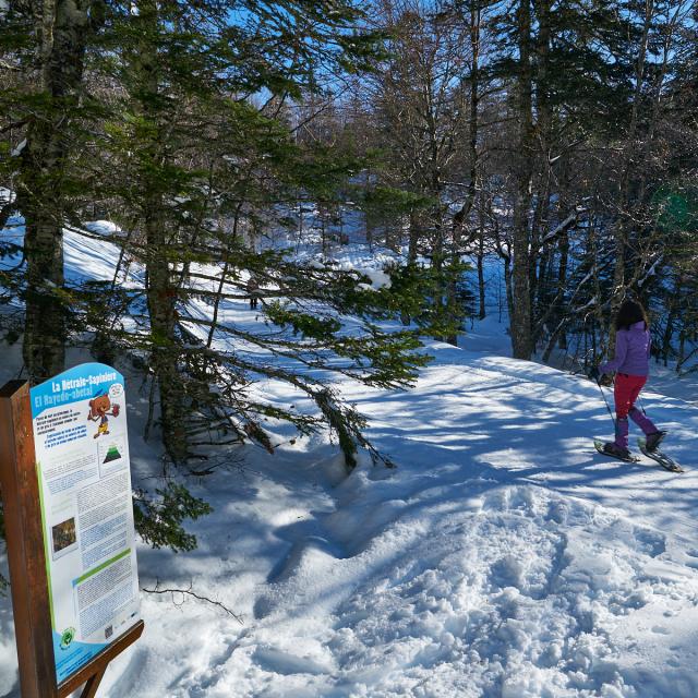 Raquettes à neige dans la forêt du Braca de l'espace nordique de La Pierre Saint-Martin (Pyrénées béarnaises)