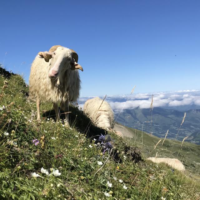 Brebis sur les pentes du pic d'Arlas - La Pierre Saint-Martin (Pyrénées béarnaises)