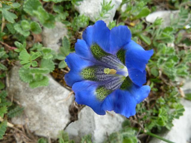 Gentiane de Koch au sentier botanique du massif de La Pierre Saint-Martin (Pyrénées béarnaises)