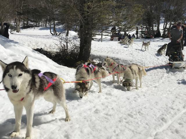 Chiens de traineau sur l'espace nordique de La Pierre Saint-Martin (Pyrénées béarnaises)