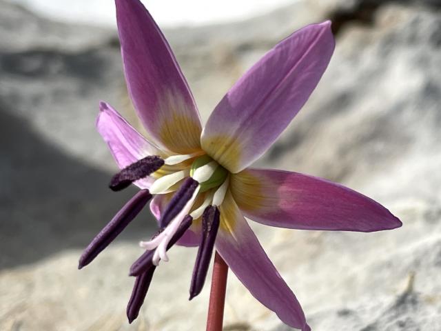 Fleur de montagne La Pierre Saint-Martin (Pyrénées béarnaises)