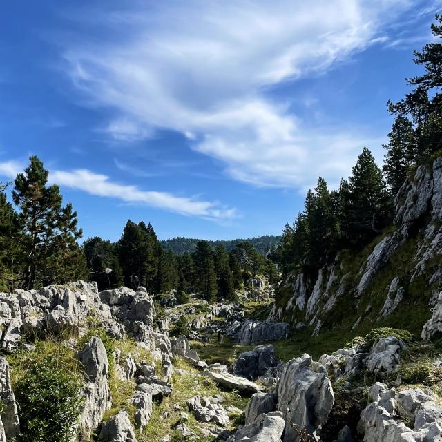 Lapiaz du sentier botanique de la station de La Pierre en été (Pyrénées béarnaises)