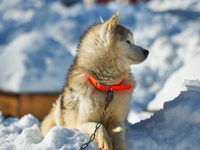 Baptême en traîneau à chiens au départ de l’espace nordique de La Pierre Saint-Martin