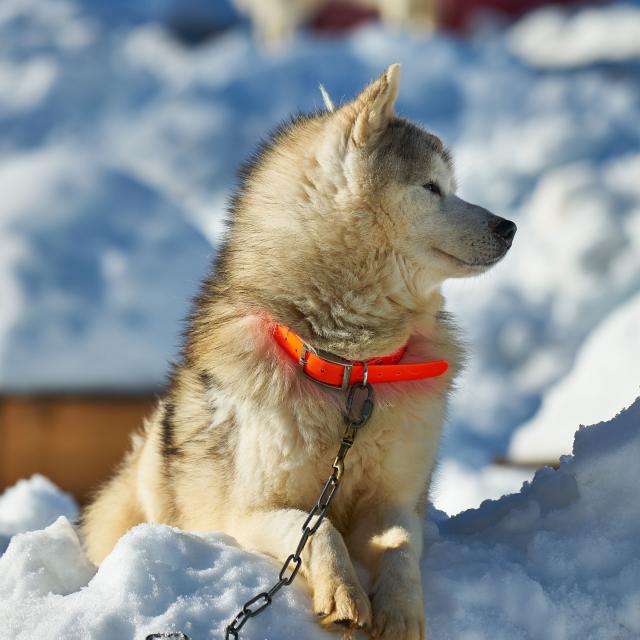 Baptême en traîneau à chiens au départ de l’espace nordique de La Pierre Saint-Martin