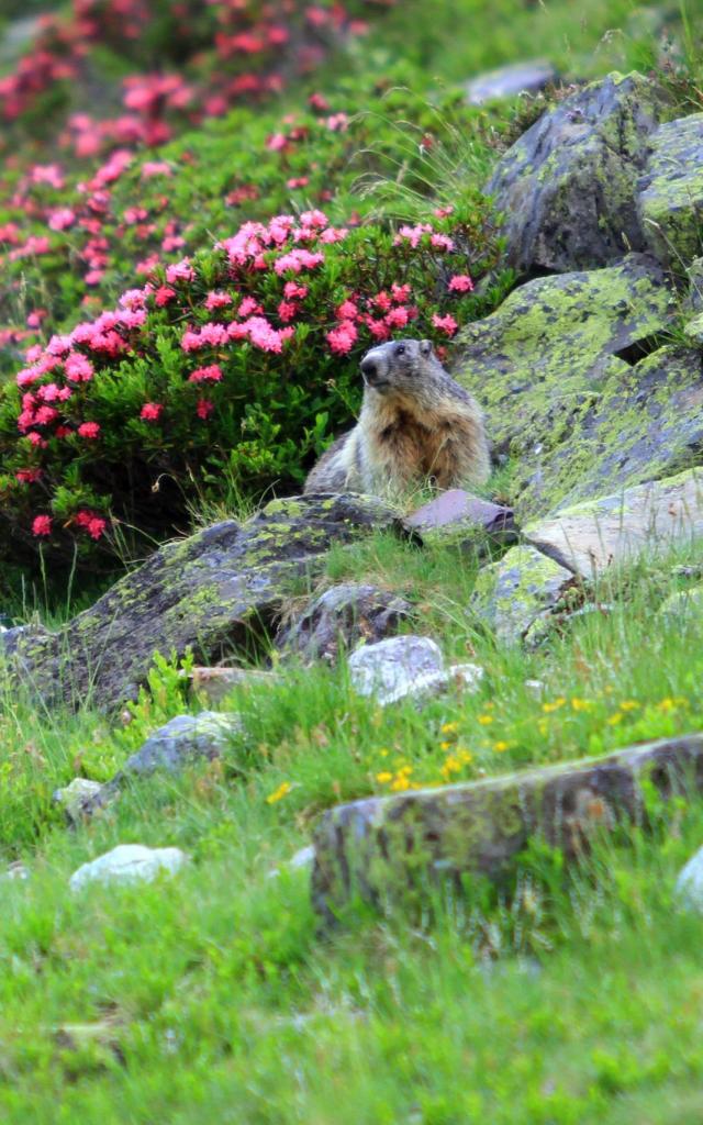 Dès la sortie de l’hibernation, la marmotte est présente sur le secteur du Pescamou à La Pierre Saint-Martin