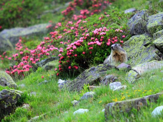 Dès la sortie de l’hibernation, la marmotte est présente sur le secteur du Pescamou à La Pierre Saint-Martin