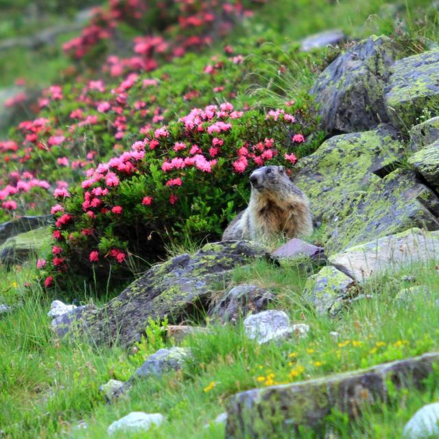 Dès la sortie de l’hibernation, la marmotte est présente sur le secteur du Pescamou à La Pierre Saint-Martin