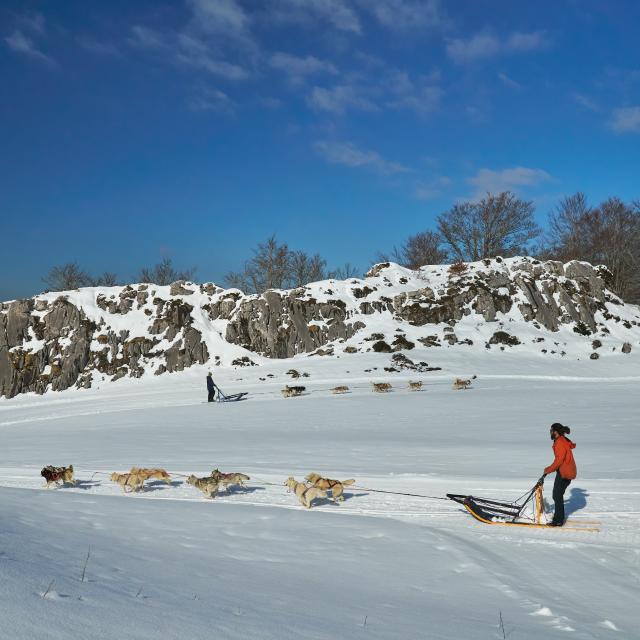 Deux attelages de chiens de traineaux sur les pistes de l’espace nordique à La Pierre Saint-Martin