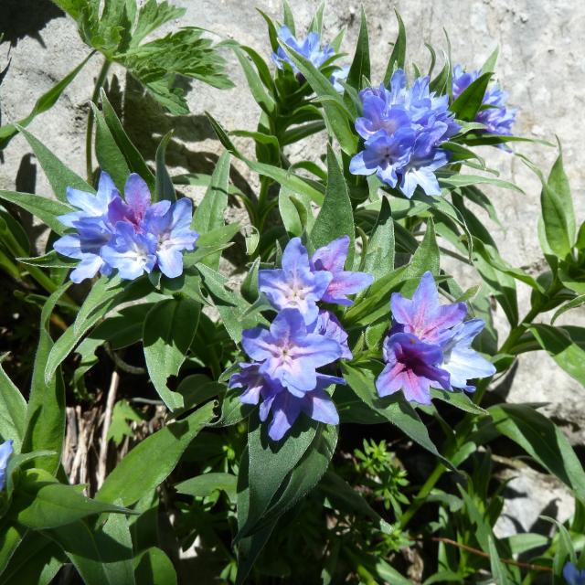 Grémil de Gaston et ses fleurs violettes sur le sentier botanique de La Pierre Saint-Martin