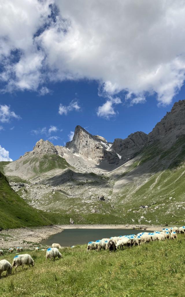 Brebis en estive au lac de Lhurs en vallée d'Aspe