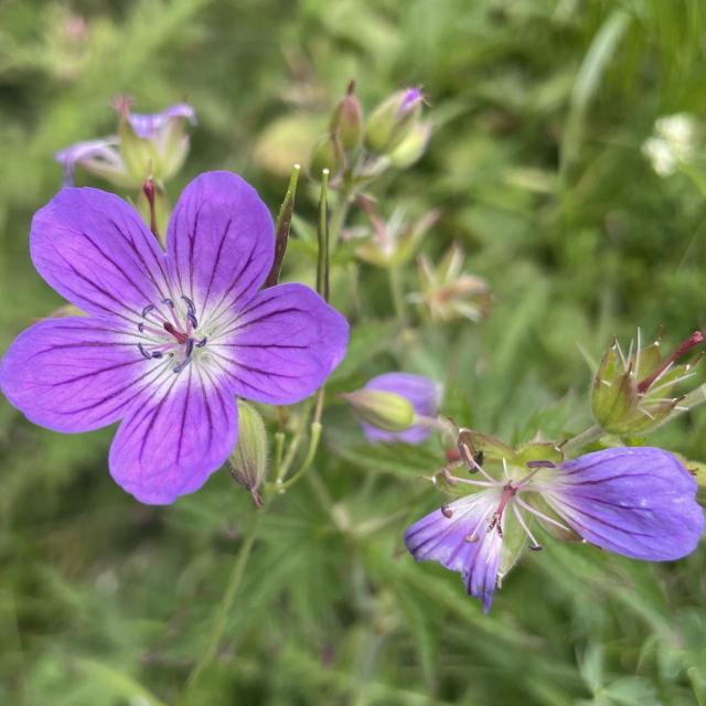 Fleur de montagne à observer au sentier botanique de La Pierre Saint-Martin