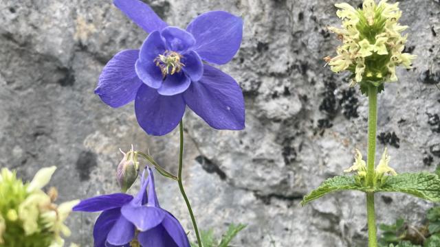 Ancolie des Pyrénées sur le sentier botanique de La Pierre Saint-Martin