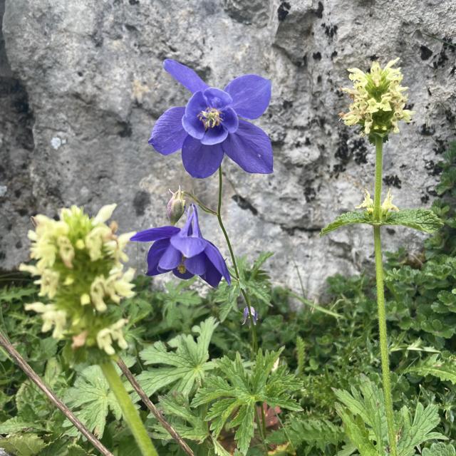 Ancolie des Pyrénées sur le sentier botanique de La Pierre Saint-Martin