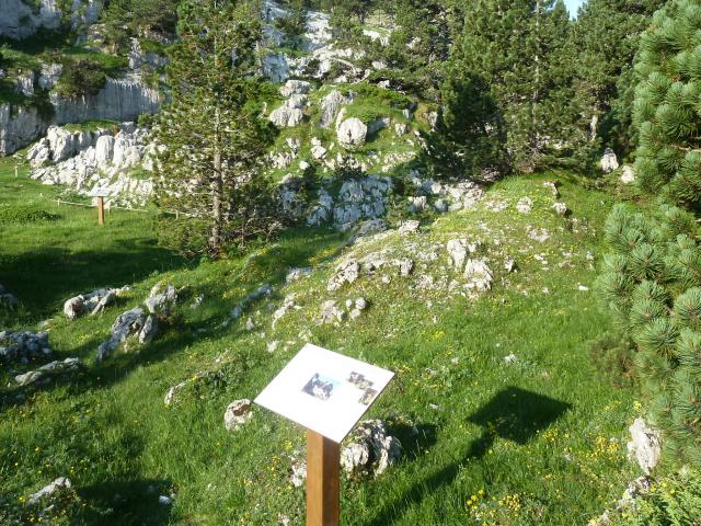 En été à la Pierre Saint-Martin, le sentier botanique est couvert de fleurs des montagnes (Pyrénées béarnaises)