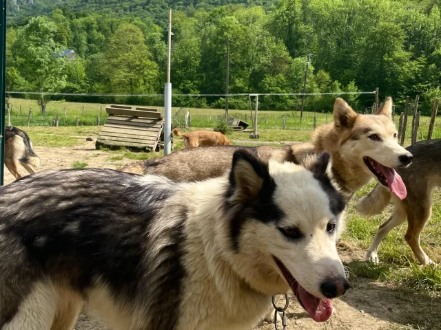 Présentation de la meute avant l'activité cani-marche