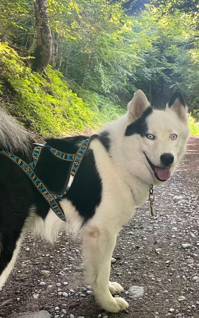 Cani-marche en duo avec le chien nordique en forêt