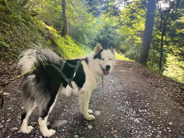 Cani-marche en duo avec le chien nordique en forêt