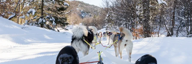 Formule portage assis en traineau à chiens dans la forêt de l'espace nordique de La Pierre Saint-Martin