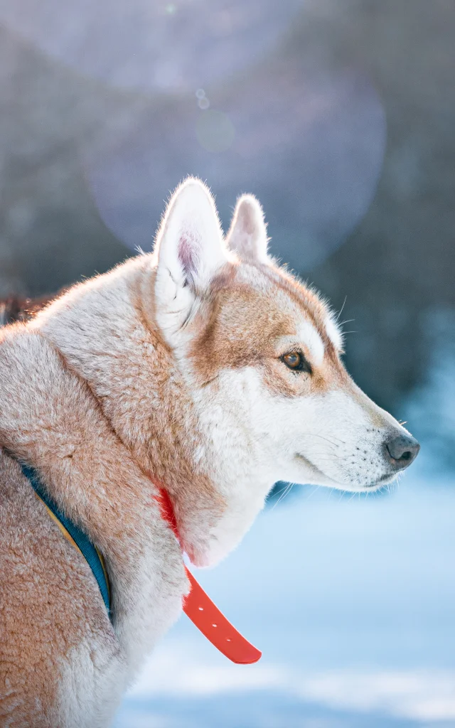 Le husky sibérien est la race par excellence pour l'activité traineau à chiens.