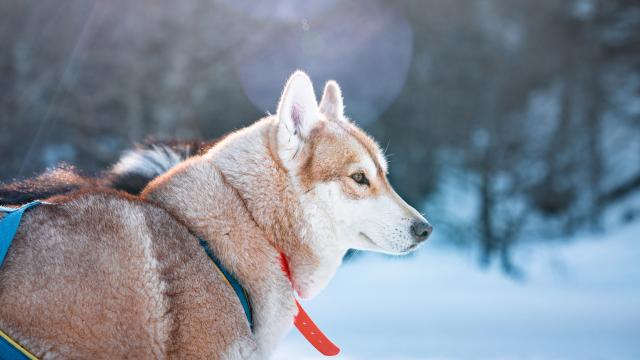 Le husky sibérien est la race par excellence pour l'activité traineau à chiens.