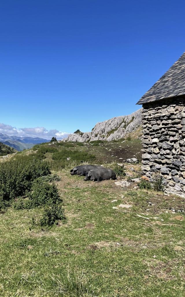 Cabane de berger, appelée aussi Cayolar, près du Col de La Pierre Saint-Martin