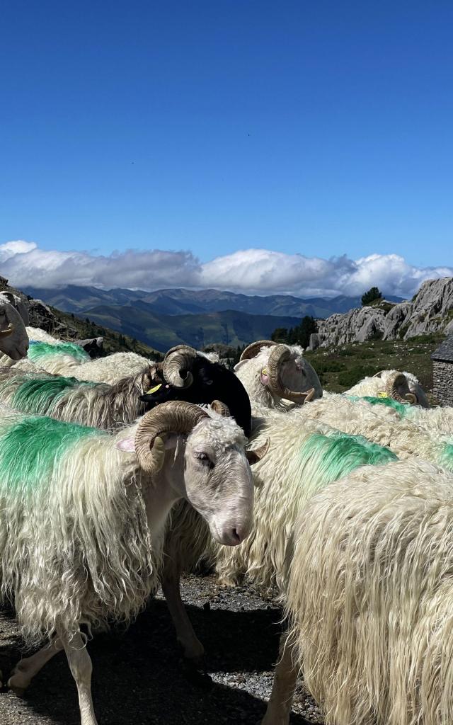 La transhumance a lieu en juin sur les estives de La Pierre Saint-Martin