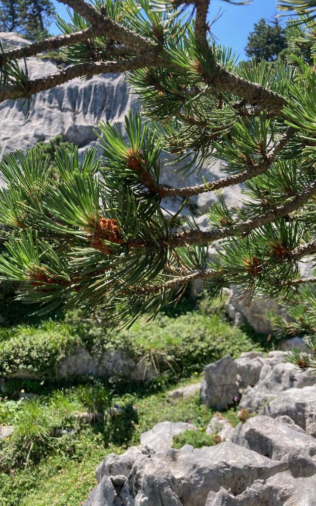 Le pin à crochets est une espèce de pins que l'on retrouve au cœur du sentier botanique de La Pierre Saint-Martin