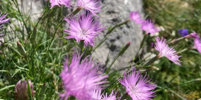 Flore de montagne sur le lapiaz de La Pierre Saint-Martin