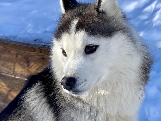 Visite du chenil et présentation du métier de musher à l'espace nordique de La Pierre Saint-Martin