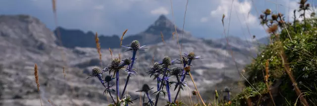 Chardon bleu des Pyrénées et Pic d'Anie à La Pierre Saint-Martin