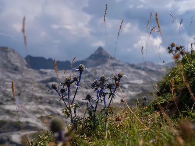 Chardon bleu des Pyrénées et Pic d'Anie à La Pierre Saint-Martin