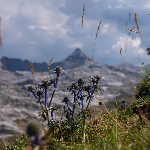 Chardon bleu des Pyrénées et Pic d'Anie à La Pierre Saint-Martin