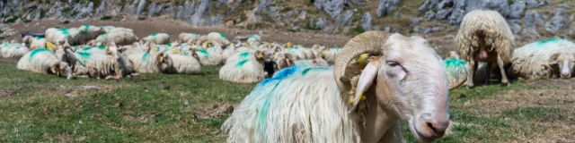 Traite et fabrication du fromage de brebis sur les estives de La Pierre Saint-Martin