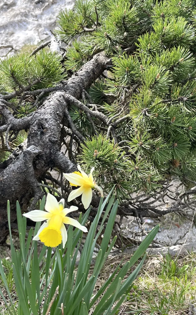 Découvrez la flore de montagne en vous promenant dans le sentier botanique de La Pierre Saint-Martin