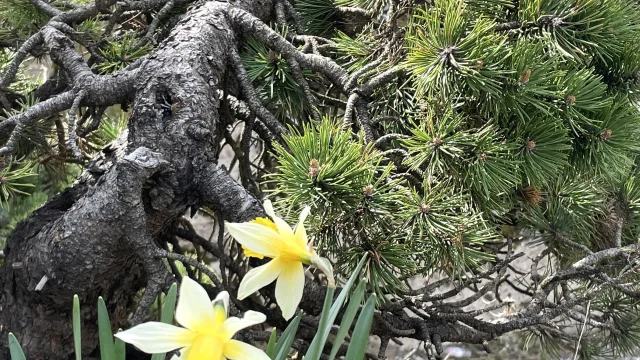 Découvrez la flore de montagne en vous promenant dans le sentier botanique de La Pierre Saint-Martin