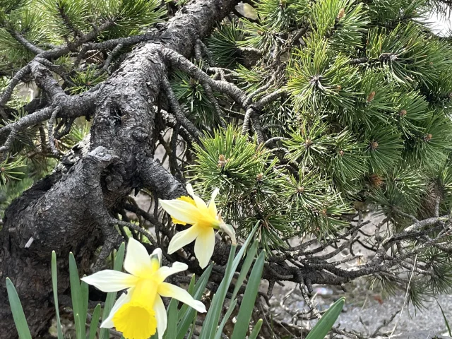 Découvrez la flore de montagne en vous promenant dans le sentier botanique de La Pierre Saint-Martin