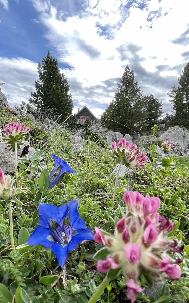 Le sentier botanique se visite en accès libre de juin à octobre à La Pierre Saint-Martin