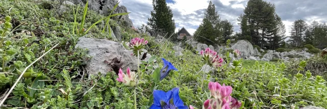 Le sentier botanique se visite en accès libre de juin à octobre à La Pierre Saint-Martin