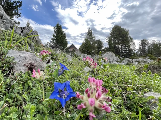 Le sentier botanique se visite en accès libre de juin à octobre à La Pierre Saint-Martin