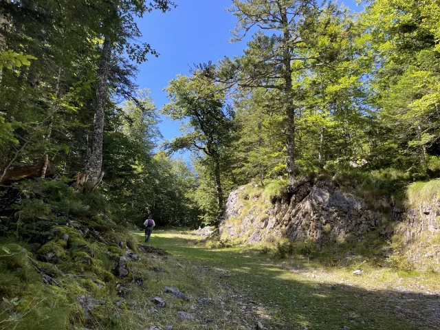 Balade au cœur de la hêtraie sapinière de la forêt du Braca